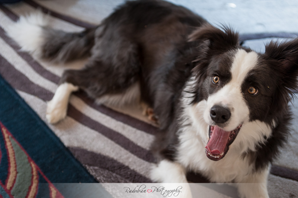 abbeville-estate-wedding-raduban-photography-aucklandabbeville-estate-wedding-raduban-photography-auckland