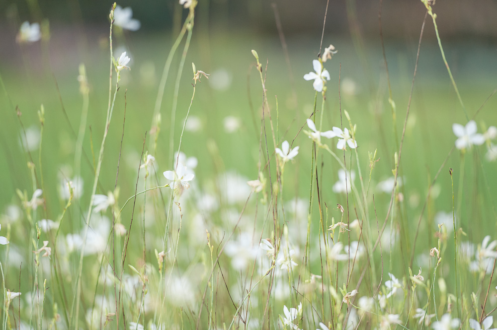 ethel-morgan-engagement-auckland-botanic-garden-raduban-photography-cheap-candid-wedding-photographer-auckland