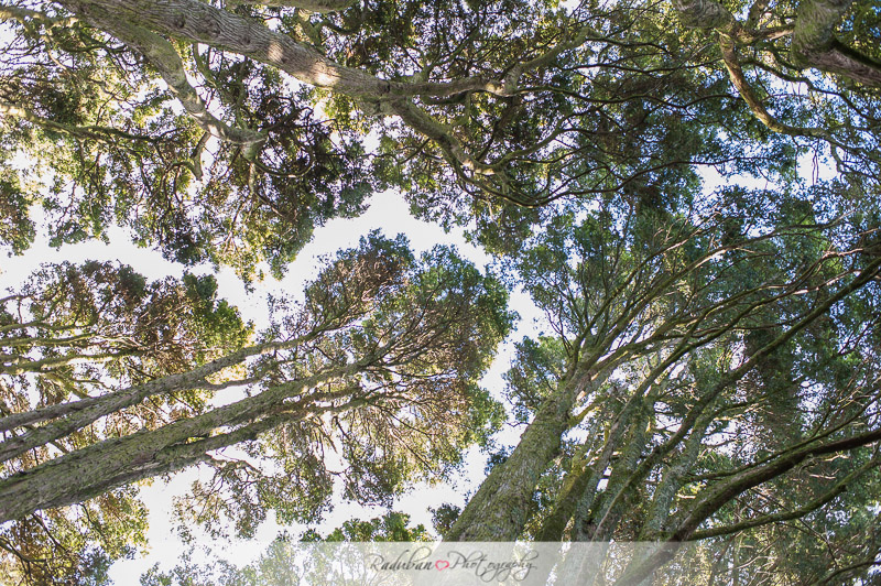 ruby-robert-engagement-raduban-photography-affordable-candid-auckland-wedding-photographer-wnl-0056